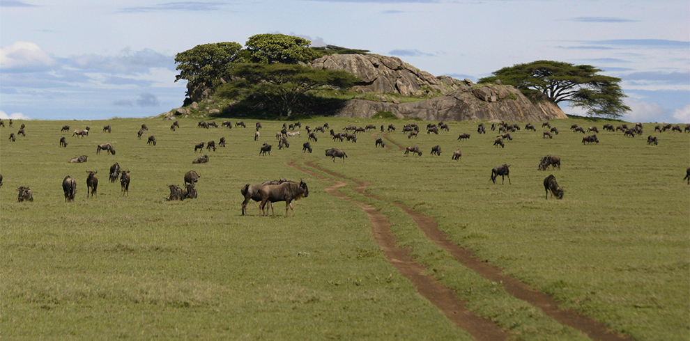 Budget Wildlife Safari